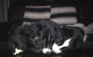Chiots Bergers Australiens