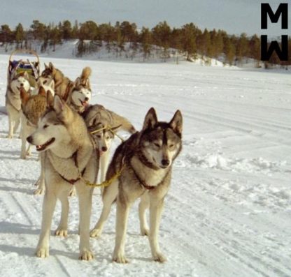Harnais Manmat Sled