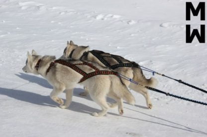 Harnais Manmat Sled
