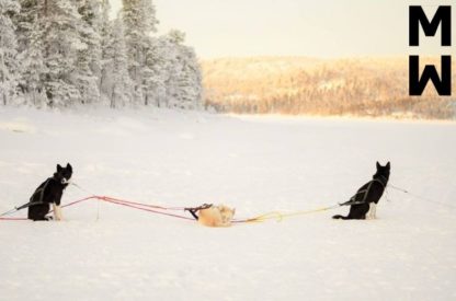 Harnais Manmat Sled