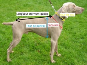 comment prendre les mesures