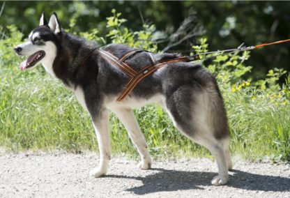 Harnais I-Dog One