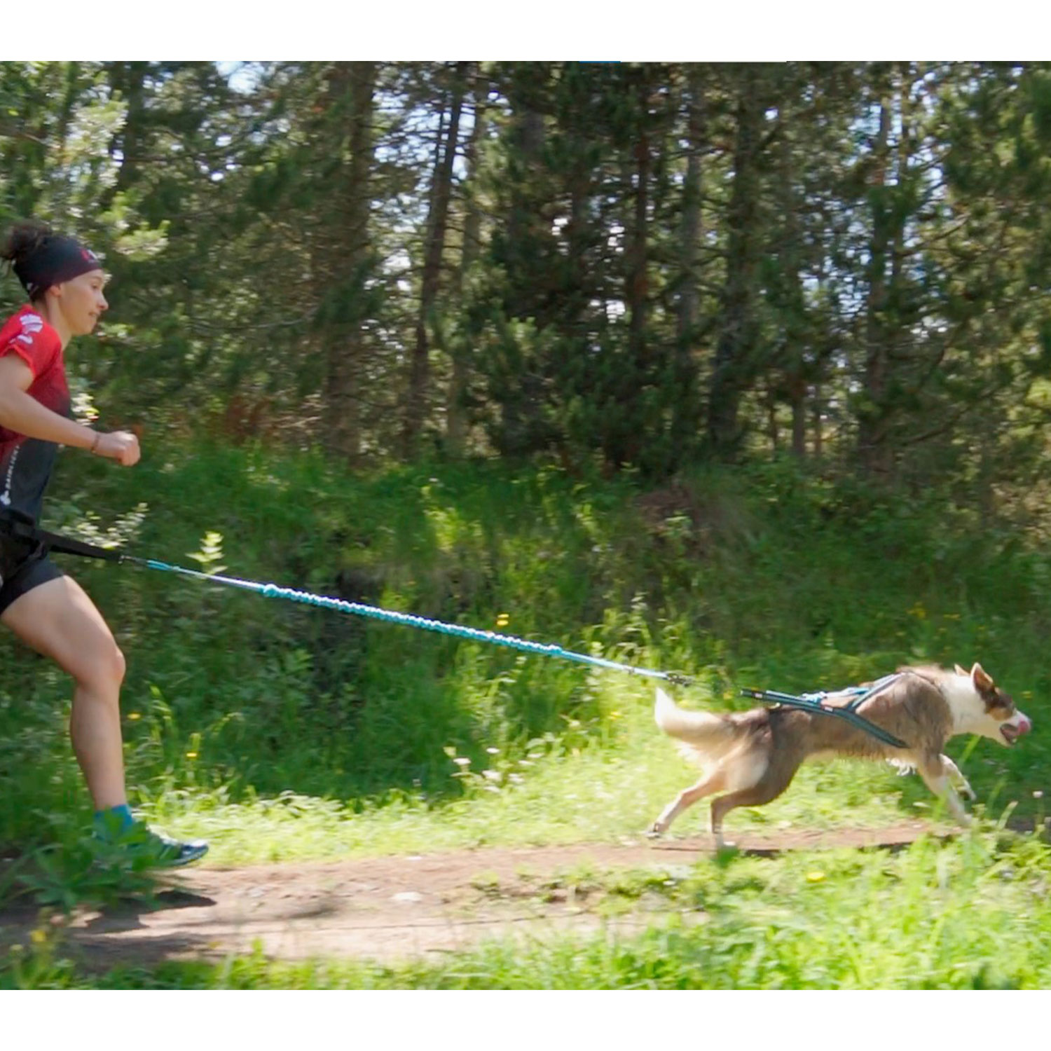 Ligne de traction I-Dog One