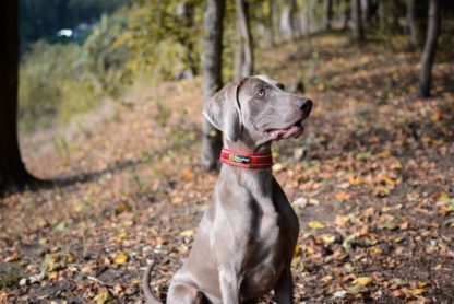 Collier Non-Stop Active Collar