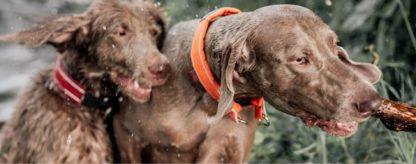 Collier Non-StopDogwear Safe Collar