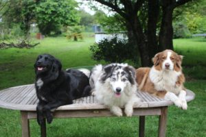 Les chiennes Berger Australien de la maison