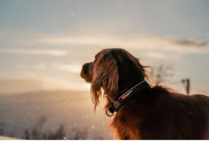 Collier Rock Non-StopDogwear