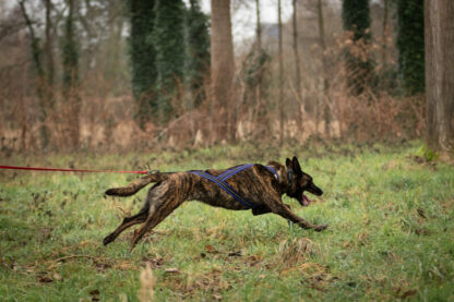 Harnais Alpha Racer ALPHADOGSPORT bleu