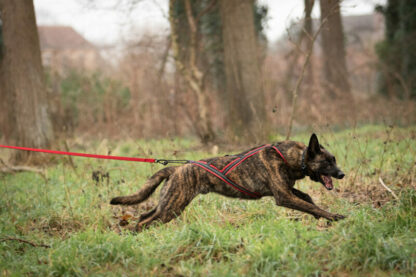 Harnais Alpha Racer ALPHADOGSPORT rouge