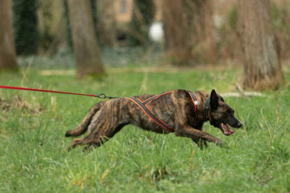 Harnais Alpha Racer ALPHADOGSPORT orange