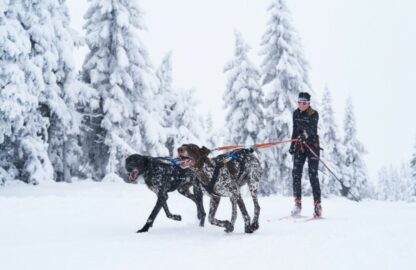 Bungee Leash Double NON-STOP