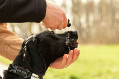 Baudrier Speed Trail ALPHADOGSPORT